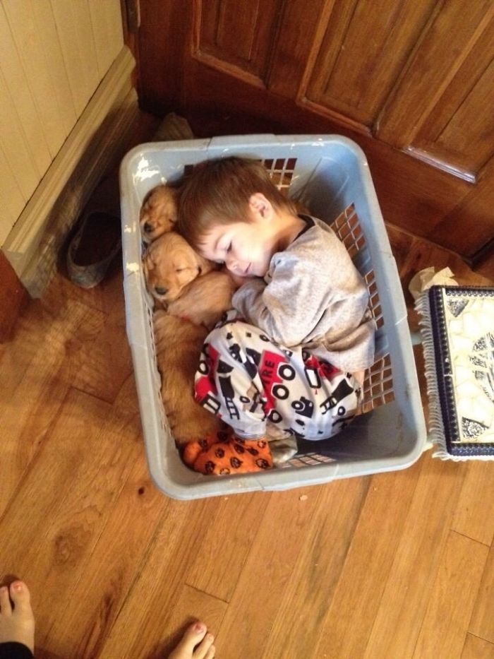 boy-snuggling-with-retrievers-in-a-basket