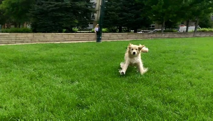 golden-retriever-running-towards-owner
