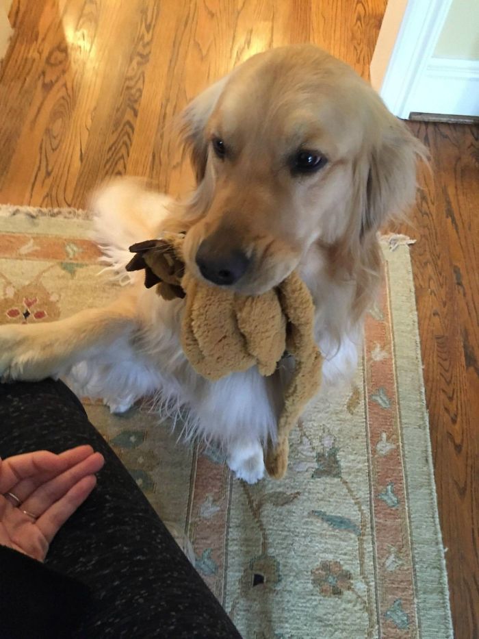 golden-retriever-with-toy-in-mouth