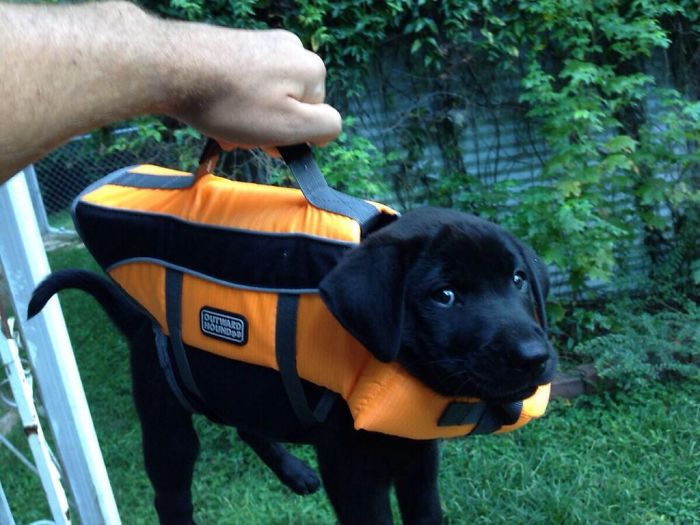owner-holding-black-labrador-wearing-vest