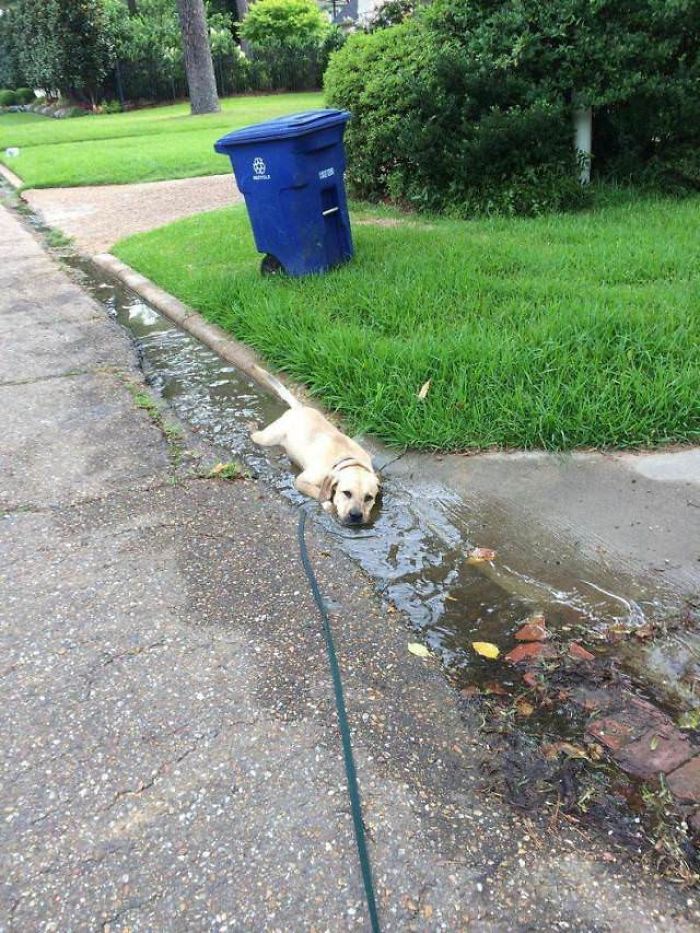 labrador-in-puddle-of-water