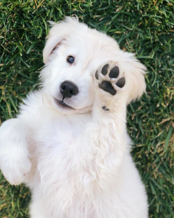 retriever-showing-his-paw