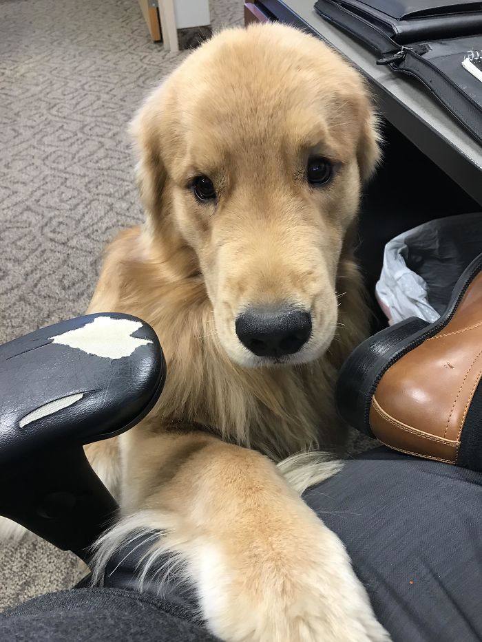retriever-asking-for-attention