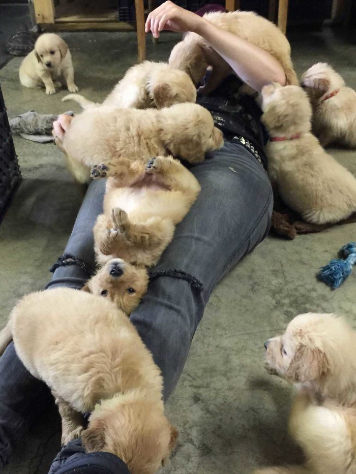 small-retrievers-ganging-up-on-person