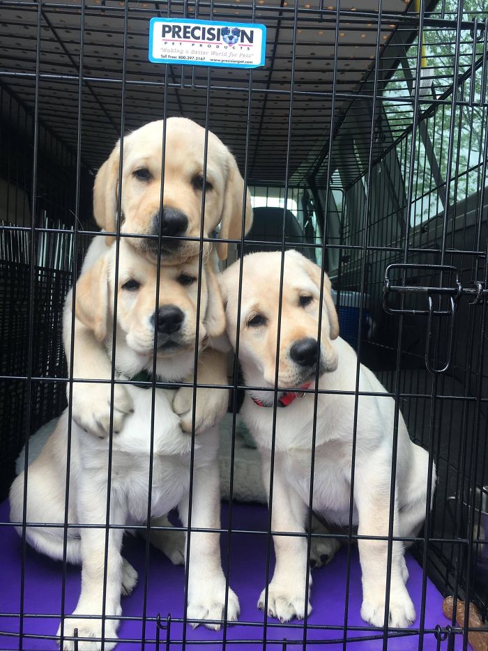 labradors-in-trunk