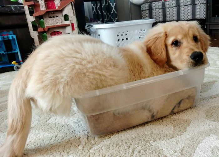 retriever-trying-to-fit-inside-container