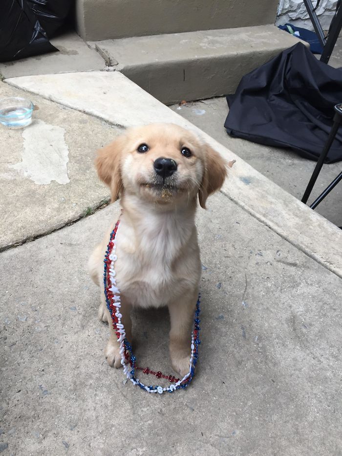 retriever-with-peanut-butter-on-face