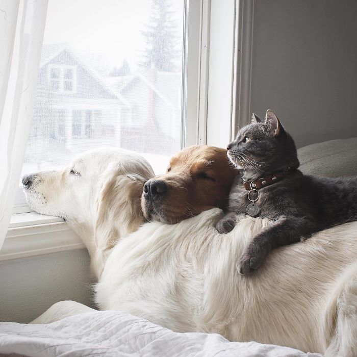 cat-cuddling-with-retrievers