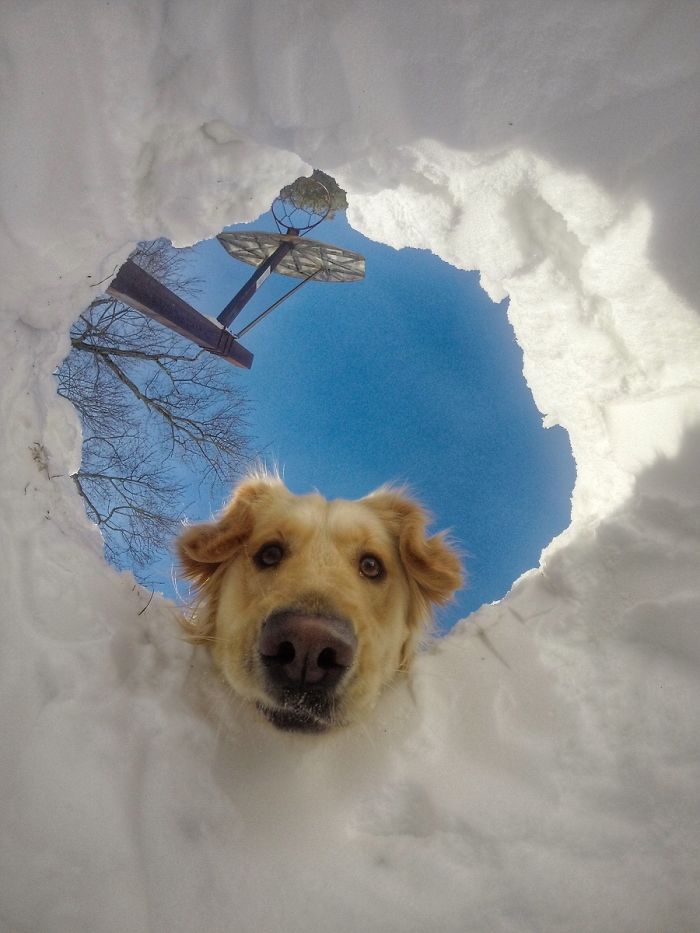 retriever-looking-at-owner-who-is-buried-inside-snow