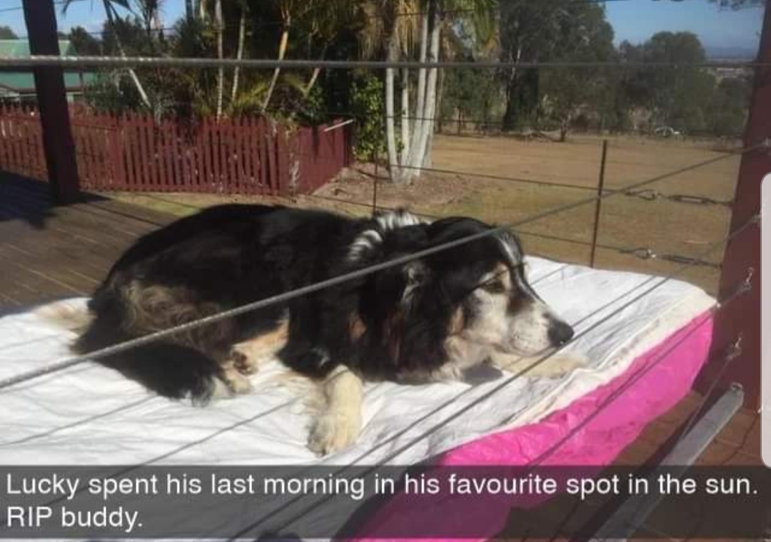 dog