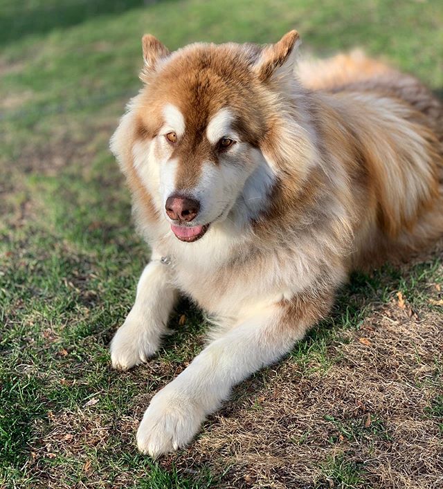Alaskan Malamute Alaskan Malamute