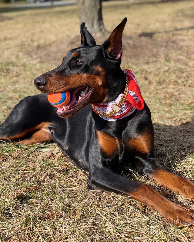 Doberman Pinscher Doberman Pinscher