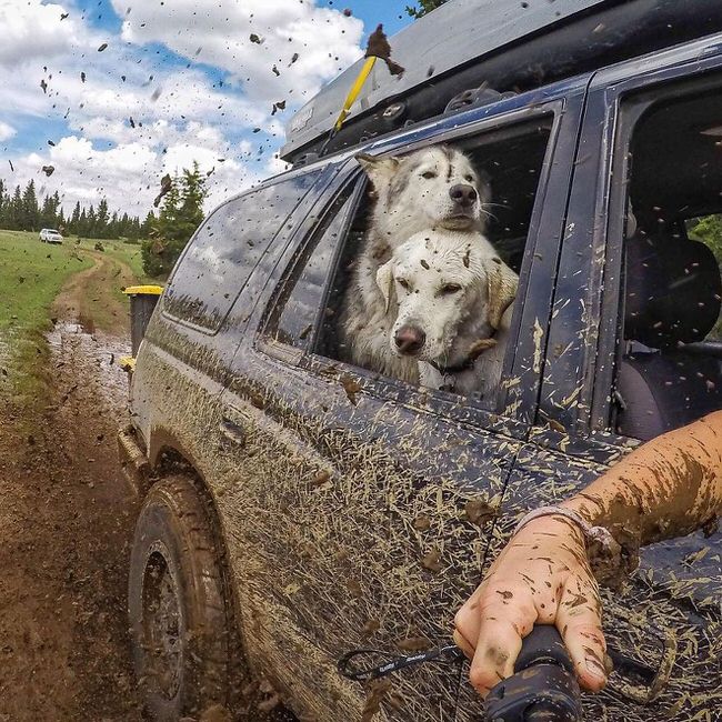 Dogs enjoying a car ride