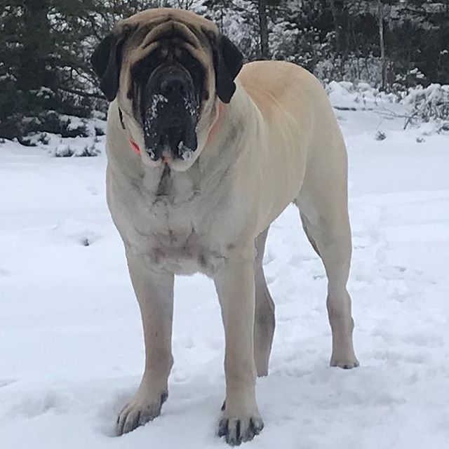 English Mastiff English Mastiff