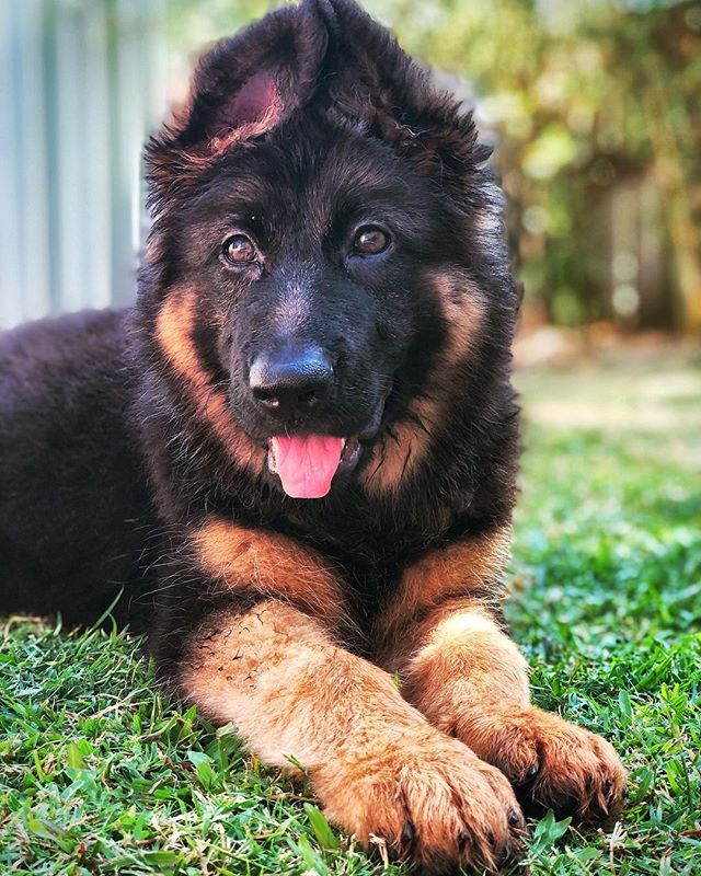 German Shepherd German Shepherd