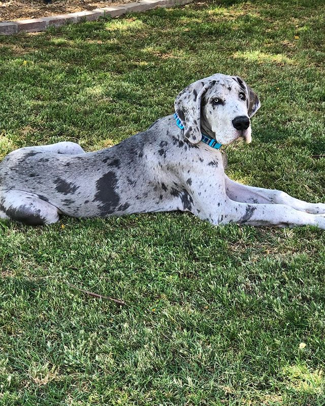 Great Dane Great Dane