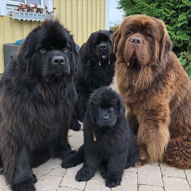 Newfoundland Newfoundland