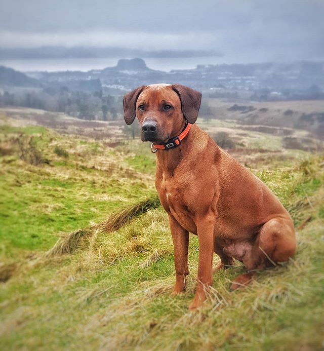 Rhodesian Ridgeback Rhodesian Ridgeback
