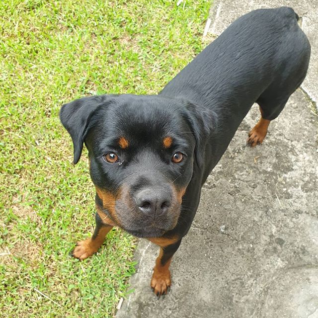 Rottweiler Rottweiler