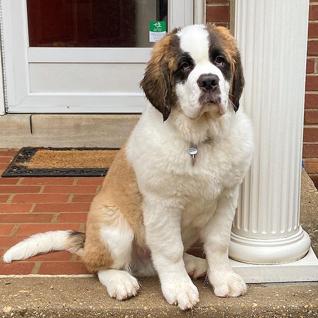 Saint Bernard Saint Bernard