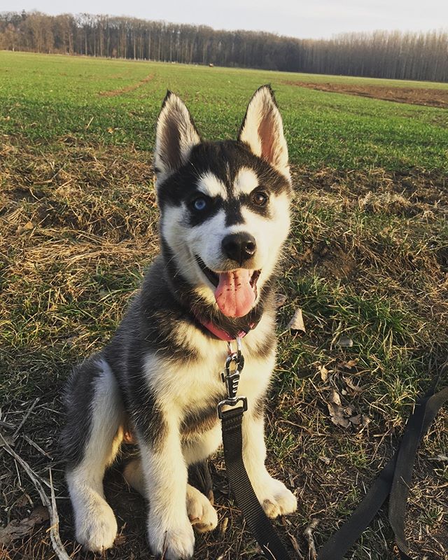 Siberian Husky Siberian Husky