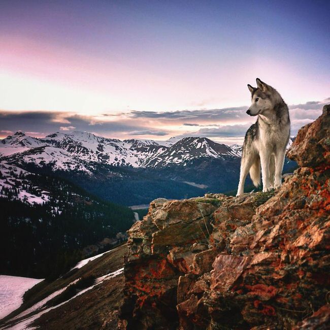 Dog enjoying the view from a hill top