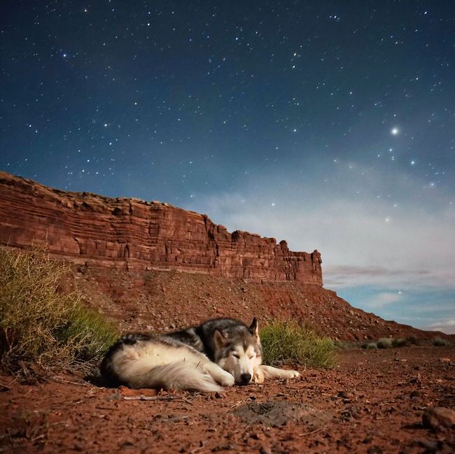 Dog napping