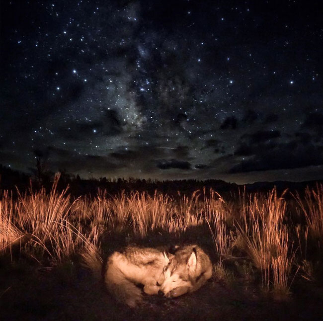 Dog sleeping under the open sky