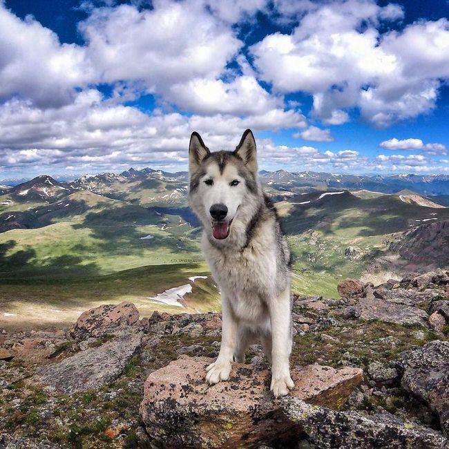 Happy dog posing 