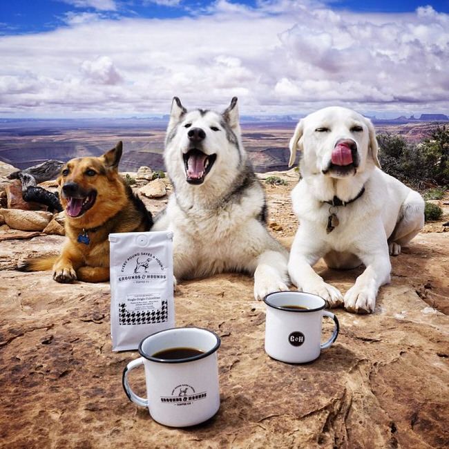 Dogs enjoying coffee