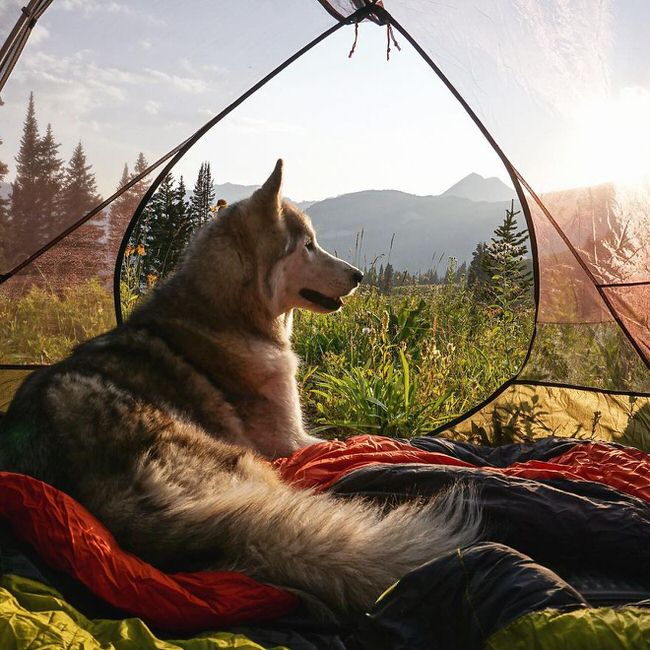 Dog in his camp