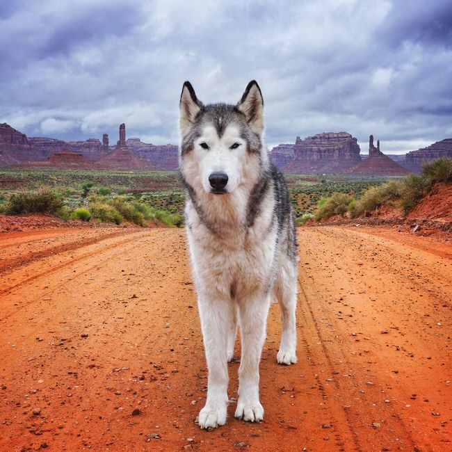Dog posing on a trip