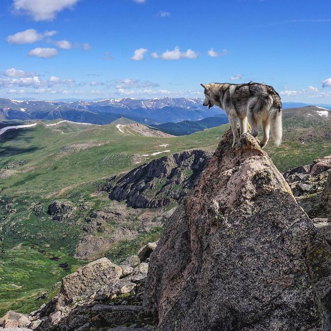 Dog on the hill top