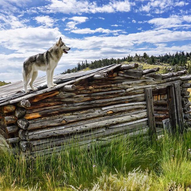 Dog standing on the roof top