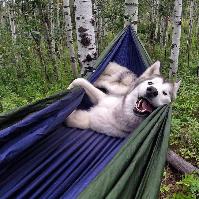 Dog acting goofy