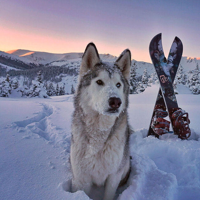 Adventurous dog in snow