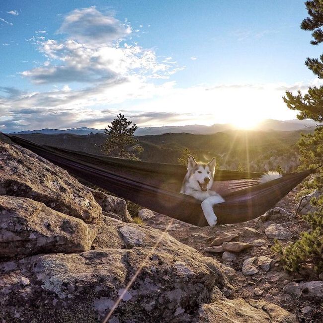 Husk Enjoying morning sunlight