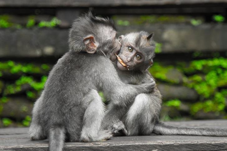 chimps-loving