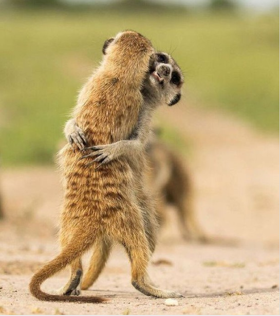 ferrets-hugging