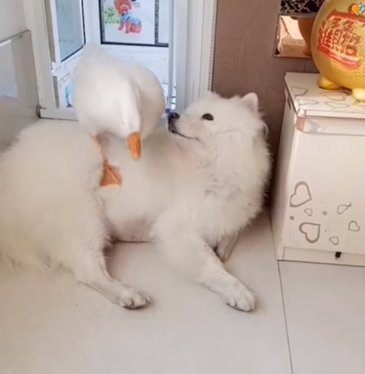 dog-and-goose-friends