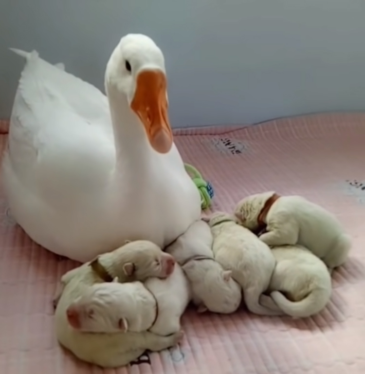 goose-nanny