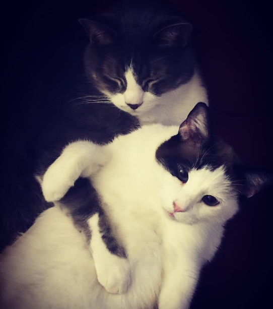 cats-snuggling