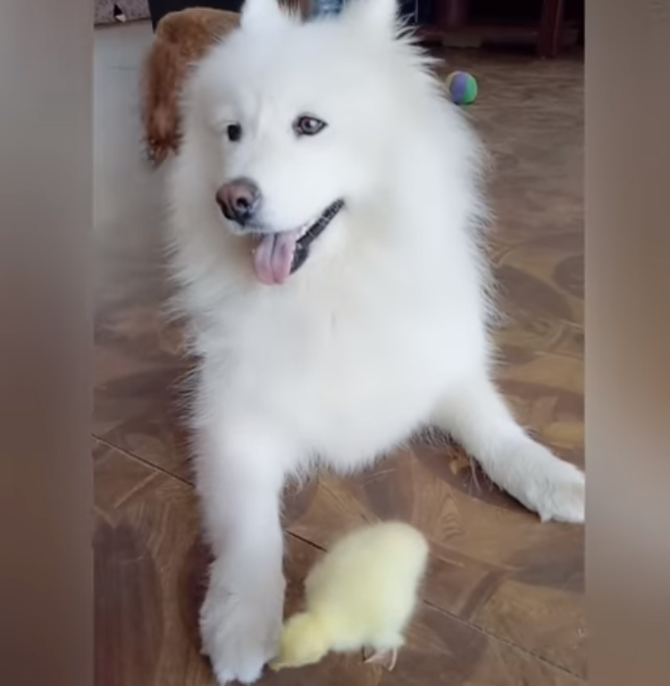 fluffy-dog-playing-with-baby