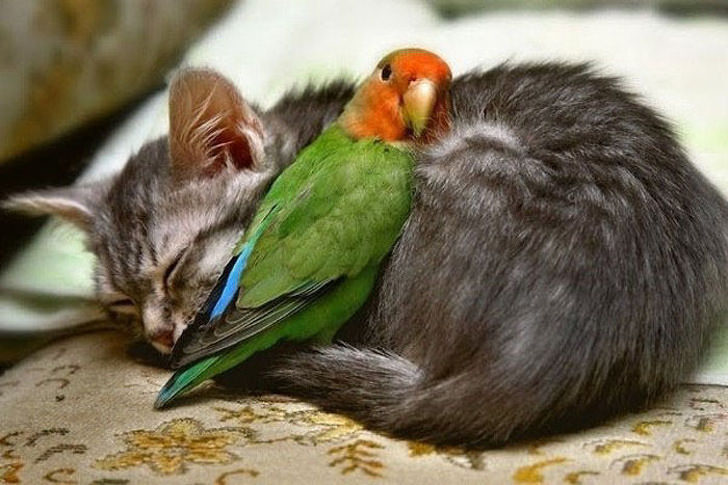 parrot-snuggling-cat