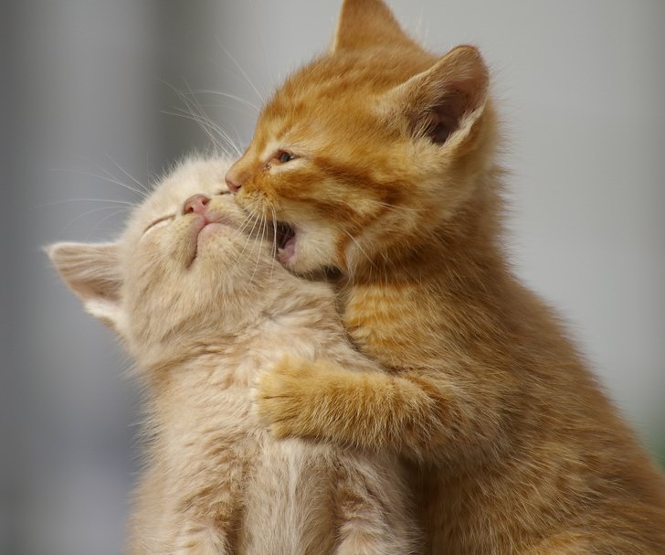 kittens-playing