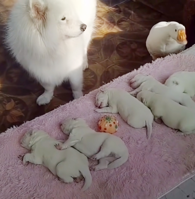 adorable-puppies-sleeping