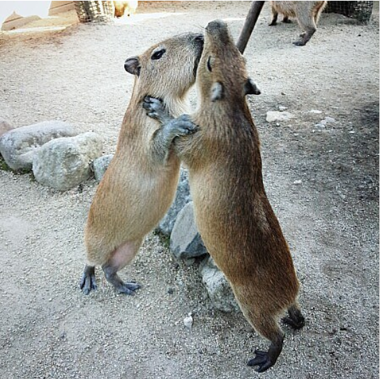 rats-playing