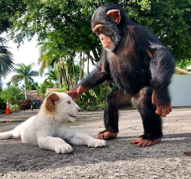 chimpanzee-and-tiger