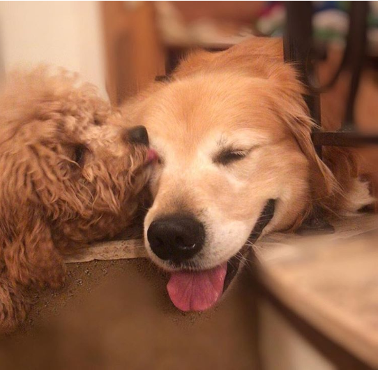 two-dogs-smiling