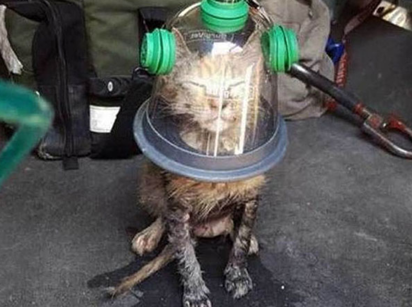 Cat wearing oxygen mask